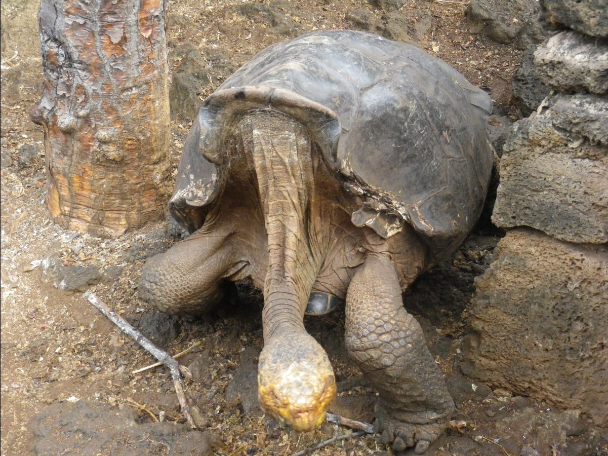 Giant Turtoise17